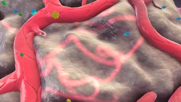 Pericytes, spatially isolated contractile cells on capillaries, have been reported to control cerebral blood flow physiologically, and to limit blood flow after ischaemia by constricting capillaries and then dying. - Materiaali, video