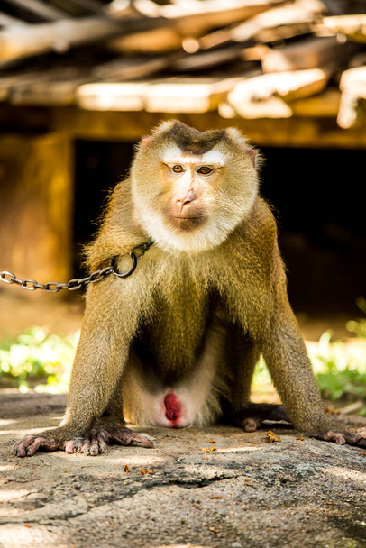 обезьяна в провинции Чиангмай Таиланд - Фото, изображение