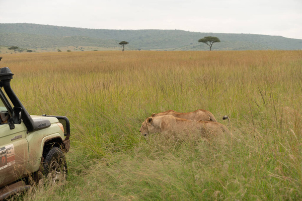 Dvě lvice v trávě v Národním parku Masai Mara - Fotografie, Obrázek