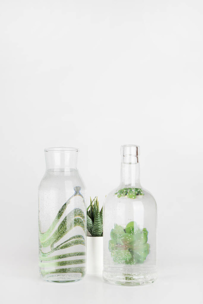 rostliny v květináčích zkreslené vodou v láhvi na bílém pozadí. Domácí dekor, šetrné k životnímu prostředí, relaxovat, zahradničení koncept. kopírovat prostor - Fotografie, Obrázek