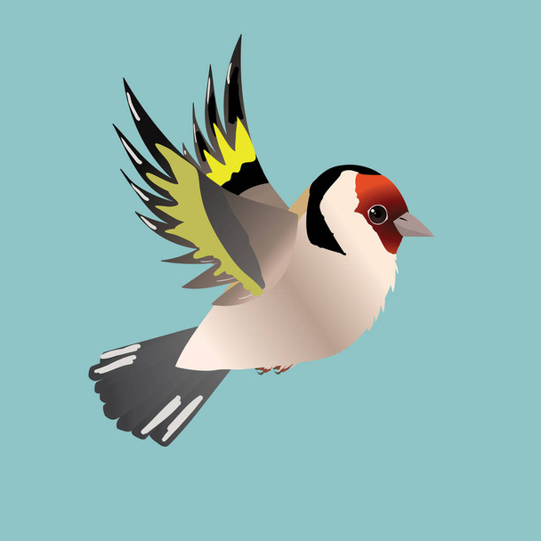 Flying goldfinch bird em um fundo azul - Vetor, Imagem