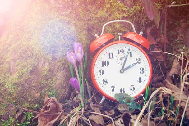 Alarm clock over spring natural background, flat lay. Daylight saving time reminder. Spring natural background with first flowers. Blooming crocus flowers. Spring time change background. - Photo, Image