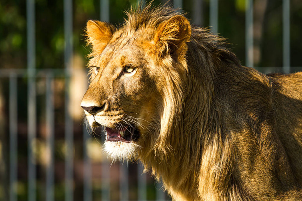 Nuori leijona chiangmai nightsafari chiangmai Thaimaassa - Valokuva, kuva