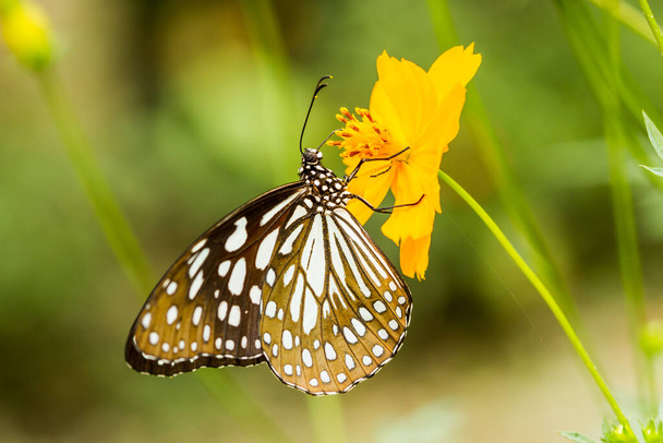 Бабочка ест нектар чиангмай Таиланд - Фото, изображение