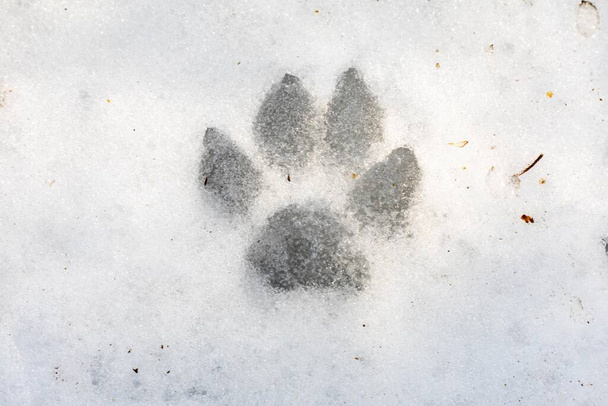 Islak kar, arka plan ve ufuk üzerinde büyük bir köpeğin ayak izleri. - Fotoğraf, Görsel