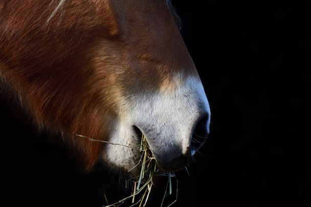 The muzzle of a brown horse, with hay in its mouth, against a dark background - Photo, Image