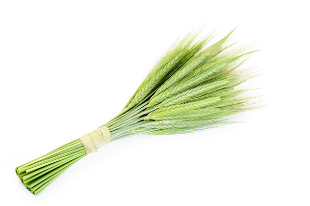 Grüner Weizen - Foto, Bild