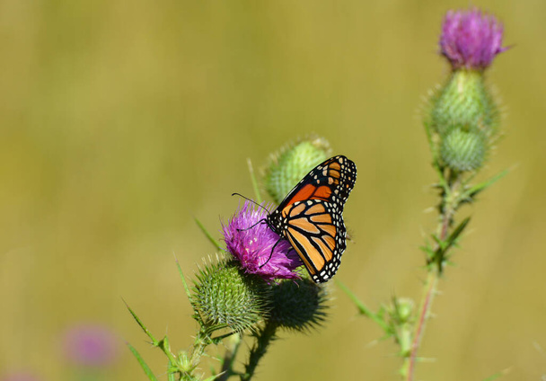 野生の花でモナーク蝶 - 写真・画像