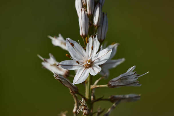 Close-up van witte bloem op groene achtergrond (ASFODELUS RAMOSUS O GAMON RAMIFICADO) - Foto, afbeelding