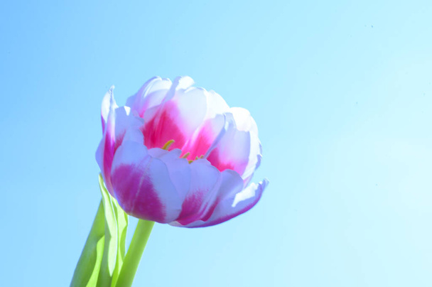 bela flor de tulipa no fundo do céu, conceito de primavera, vista próxima   - Foto, Imagem