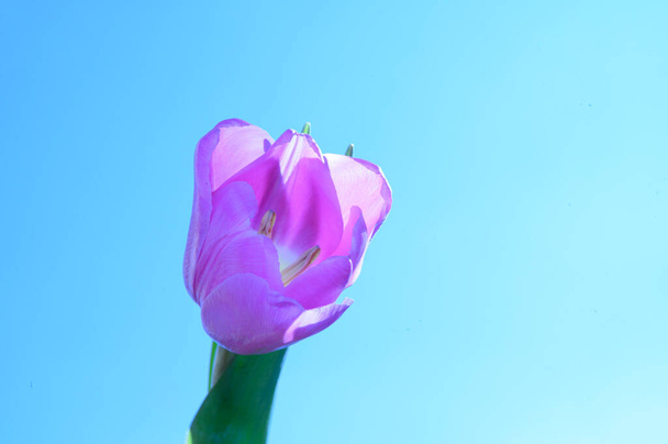 hermosa flor de tulipán en el fondo del cielo, concepto de primavera, vista cercana   - Foto, Imagen