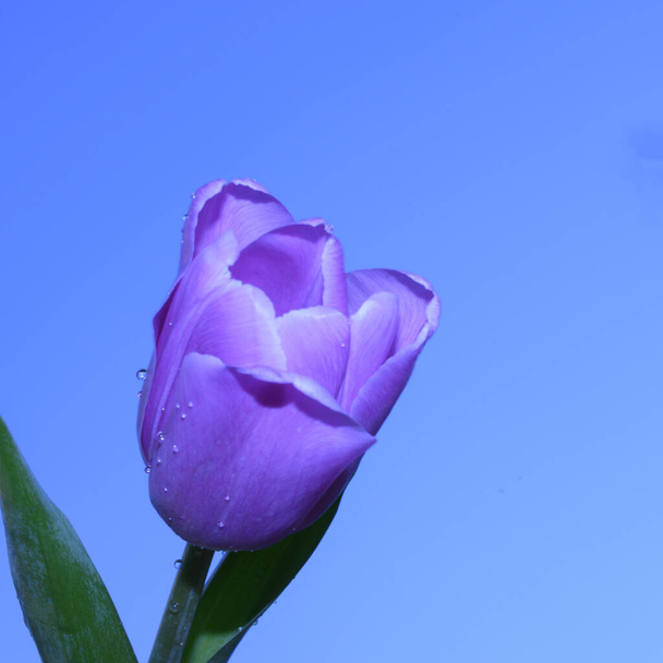 красивый цветок тюльпан на фоне неба, весенняя концепция, близкий вид   - Фото, изображение