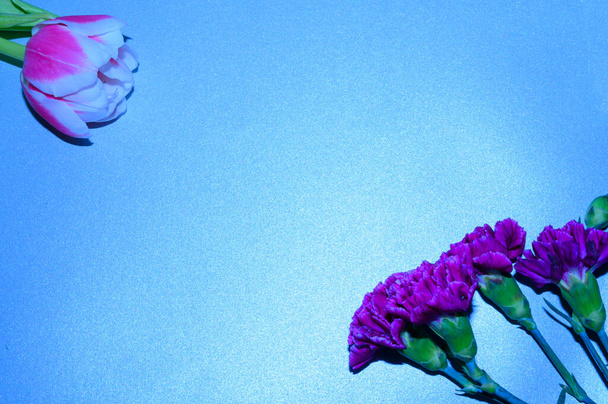 krásné květiny na světlém pozadí, 8 března koncept, zblízka   - Fotografie, Obrázek