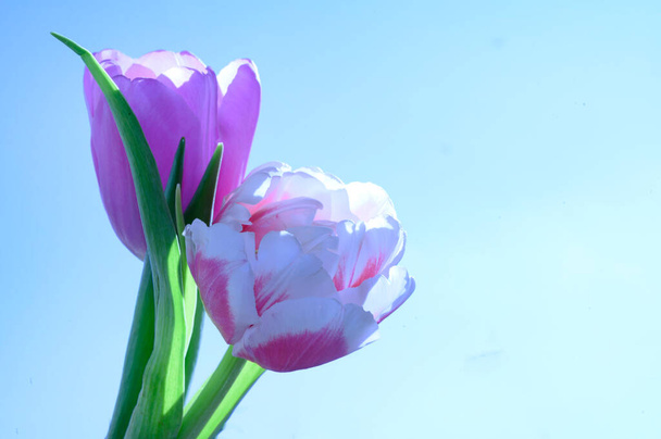 piękne tulipany na tle nieba, koncepcja wiosny, widok z bliska   - Zdjęcie, obraz
