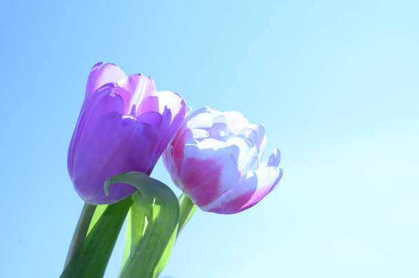 gyönyörű tulipánok az ég háttér, tavasz koncepció, közelről   - Fotó, kép