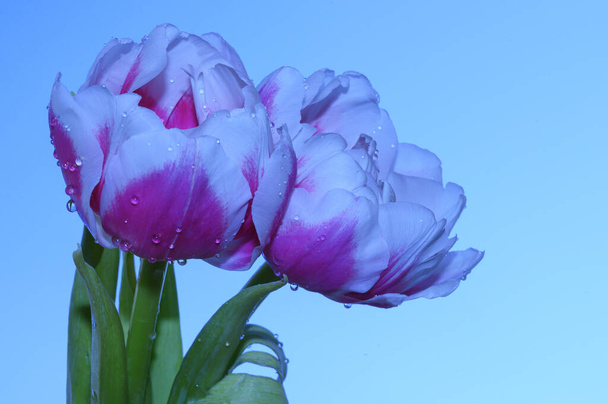 gyönyörű tulipánok az ég háttér, tavasz koncepció, közelről   - Fotó, kép