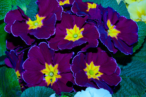 красивые цветы Primrose на размытом фоне, весенняя концепция, близкий вид   - Фото, изображение