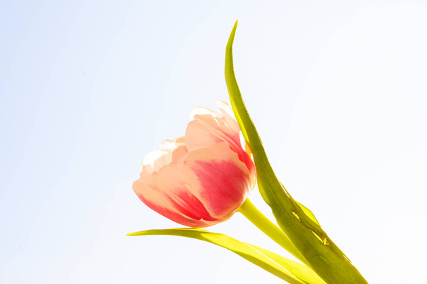 kaunis tulppaani kukka taivaalla taustalla, kevät konsepti, lähikuva   - Valokuva, kuva