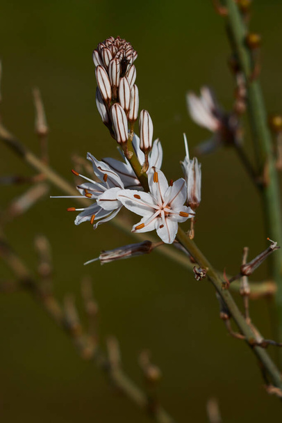 緑の背景に白い花の閉鎖(ASPHODELUS RAMOSUS O GAMON RAMIFADO)) - 写真・画像