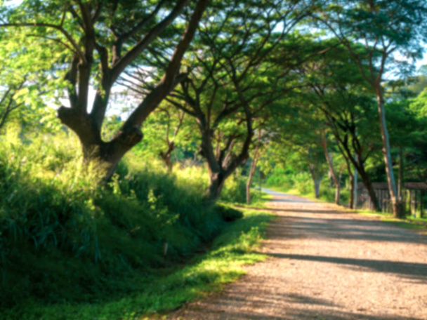 Θολή φόντο της τοπικής καμπύλη διαδρομή μεταξύ των μεγάλων δέντρων με φρέσκο φως του ήλιου το πρωί. Θολή οριζόντια τοπίο του πράσινου με ηλιοφάνεια σε επαρχιακό δρόμο. - Φωτογραφία, εικόνα