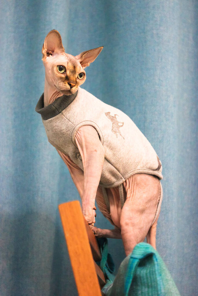 A Canadian Sphynx cat in a gray sweatshirt poses sitting on a chair. Beautiful cat with big green eyes in the interior. Pet Clothes for pets. Blue background. - Photo, Image