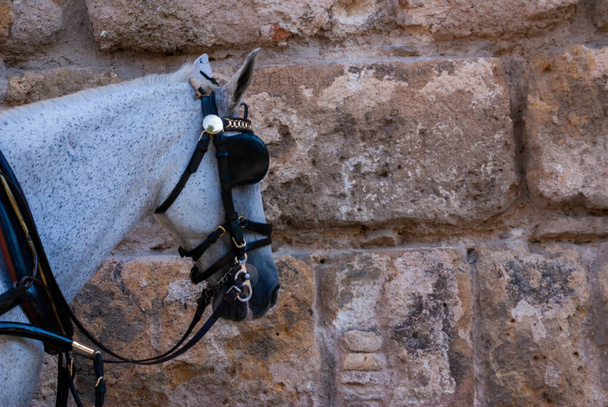 Koński łeb z migaczem w Sewilli. Oślepiony smutny wyzyskiwany zwierzak. Tło ścienne - Zdjęcie, obraz