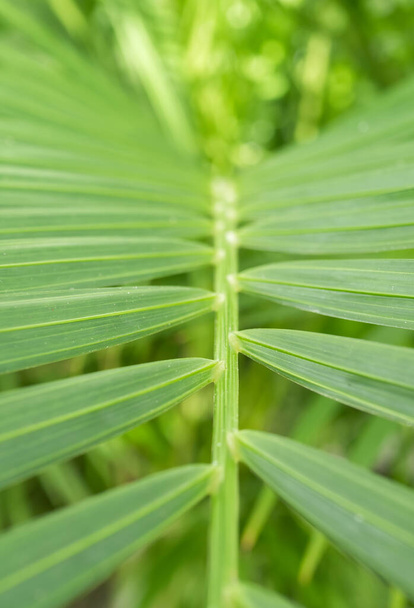 Détail rapproché avec le feuillage de Dypsis lutescens, également connu sous le nom de palmier à canne dorée, palmier areca, palmier jaune ou palmier papillon - Photo, image