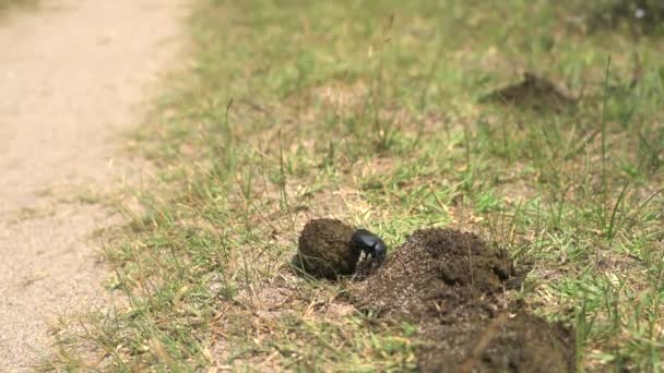 Scarabs are stout-bodied beetles. Scarab beetle rolling a ball of dung. Scarab insect eating new manure. Decomposition is the process by which organic substances are broken down into simpler organics matter. Decomposer animals nature floor ground 4K - Video, Çekim