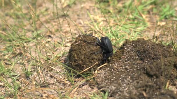 Los escarabajos son escarabajos robustos. Escarabajo escarabajo rodando una bola de estiércol. Insecto escarabajo comiendo estiércol nuevo. La descomposición es el proceso por el cual las sustancias orgánicas se descomponen en materia orgánica más simple. Descomponedor animales naturaleza suelo 4K - Imágenes, Vídeo