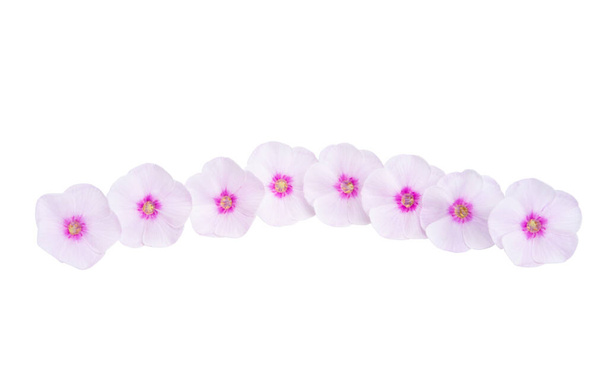 phlox fiore isolato su sfondo bianco  - Foto, immagini