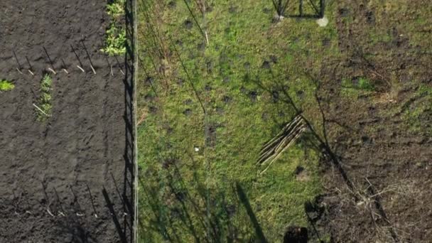 Oberhalb von Senioren schneiden Mann und Frau mit der Astschere im zeitigen Frühling Äste von Obstbäumen im Obstgarten. - Filmmaterial, Video