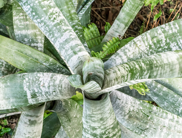 Close up with the foliage of Aechmea fasciata house plant - Photo, Image