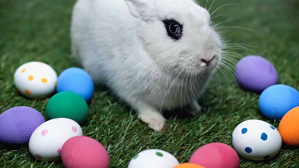милый кролик возле окрашенных пасхальных яиц на зеленой траве  - Фото, изображение
