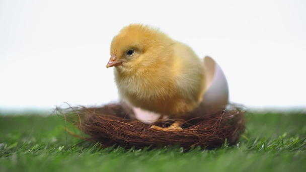 żółty pisklę siedzi w gniazdo z skorupa jajko odizolowany na biały  - Zdjęcie, obraz