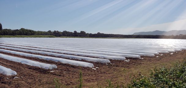Feld von Gemüsepflanzen in Reihen mit Polyethylen Cloches Schutz bedeckt - Foto, Bild