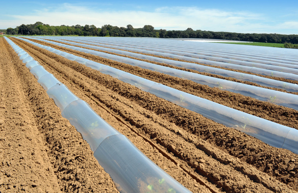 gebied van plantaardige gewassen in rijen bedekt met plastic stolpen bescherming - Foto, afbeelding