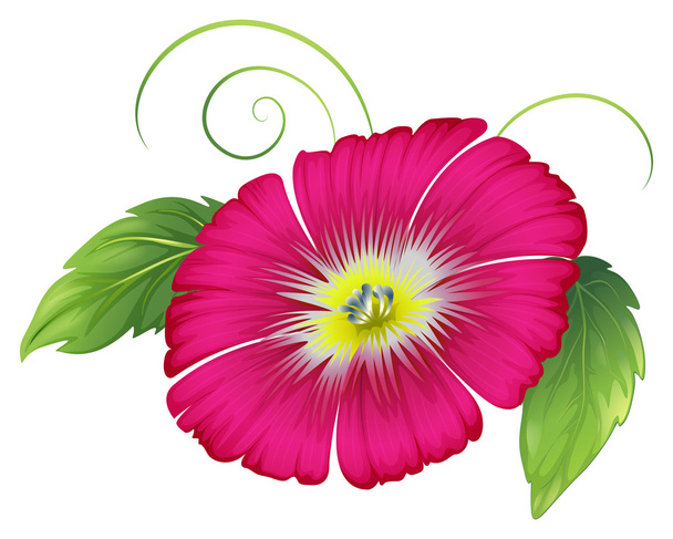 egy nagy szegfű rózsaszín virág - Vektor, kép