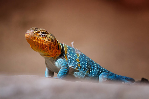 The Dodom agama is often found on rocky outcrops in those with savannas in East Africa. - Foto, imagen