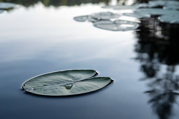 Зелене листя плаваючої водної рослини, водяна лілія Nymphaea alba в чистому, тихому лісовому озері
. - Фото, зображення