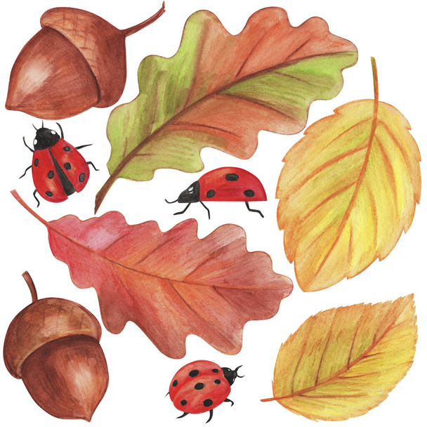 ilustración acuarela, conjunto de dibujos de otoño para el diseño, hojas amarillas, bellotas, mariquitas, aislar sobre un fondo blanco - Foto, Imagen