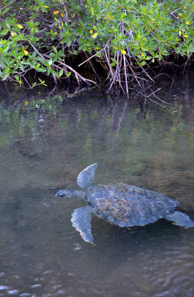 Galápagos tartaruga verde (Chelonia mydas agassisi), Elizabeth Bay, Isabela Island, Ilhas Galápagos, Equador - Foto, Imagem