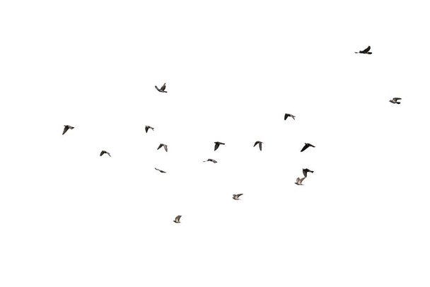 Egy csapat repülő galamb, fehér háttérrel elszigetelve. Vágási útvonal.  - Fotó, kép