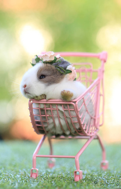 Conejo bebé se sienta en graas verdes en la naturaleza bokeh como fondo. Precioso conejito lleva corona de flores en la cabeza. Linda mascota sentada en encantador carrito de compras rosa para niños. - Foto, Imagen
