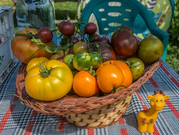 Tomates de reliquia con volantes Verduras ecológicas - Foto, imagen