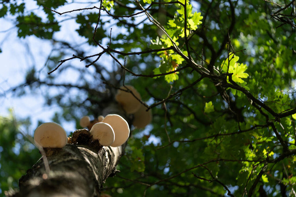 Hoof shaped  fungus named birch polypore or Piptoporus betulinus growing on a birch tree seen from below - Photo, Image