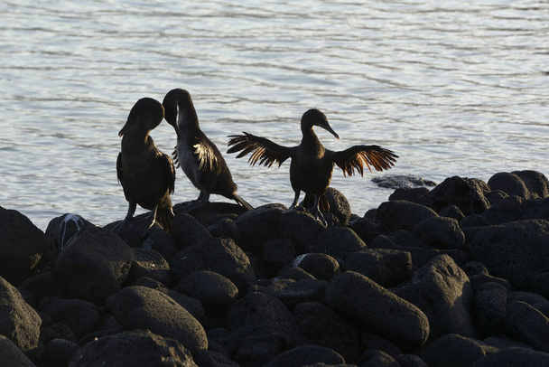 Flightless Cormorants (Phalacrocorax harrisi) stretching their wings, Punta Espinosa, Fernandina Island, Galapagos Islands, Ecuador - Photo, Image