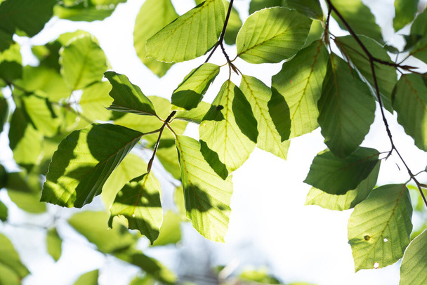 Frische grüne Buchenblätter im Wald von unten gesehen, durch die Sonnenstrahlen scheinen - Foto, Bild