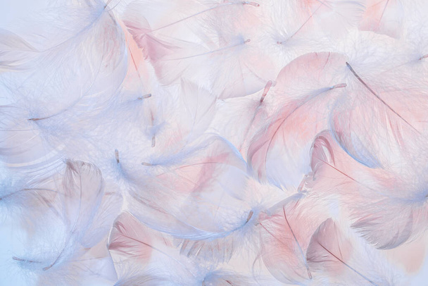 Pastel pink and blue feathers texture background - Photo, Image