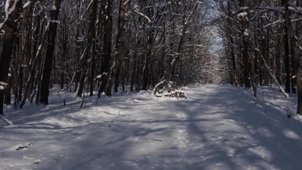 Kaunis kävely läpi talvimetsän. Puita, oksia ja pensaita lumessa. Kaikkialla on lunta. Polku metsässä on lumen peitossa. - Materiaali, video