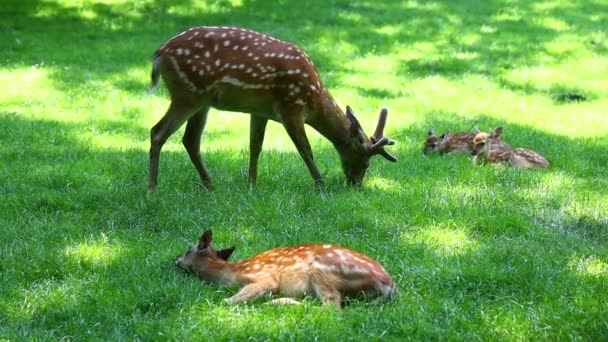 Stádo mladých jelenů leží a pasou se na trávě - Záběry, video